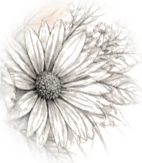Pencil sketch daisy
